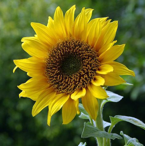 Black Oil Sunflower is an open-pollinated sunflower variety that can be grown for seed or oil production. It also works great as a warm season cover crop for purifying soils and scavenging nutrients from deep. Black Oil Sunflower can be direct-seeded or transplanted. Seeds per pack: 50/100 Seeds Days to maturity: 110 Days Life Cycle: AnnualPlanting season: Spring, summerSun Requirement: Full Sun Sunflower Reference, Sunflower Photos, Black Oil Sunflower, Broccoli Vegetable, Flower References, Digital Garden, Sunflower Accessories, Larkspur Flower, Funky Flowers