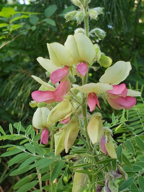 Goats Rue, Tyler Tx, May 11, Goats, Yellow, Plants, Color