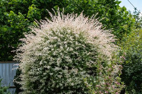 Flamingo tree (Salix integra 'Hakuro-nishiki'. Getty Images Replant, Winter Plants, Dappled Willow Tree, Fast Growing Shrubs, Lollipop Tree, Dappled Willow, Front Gardens, Potted Trees, Deciduous Trees