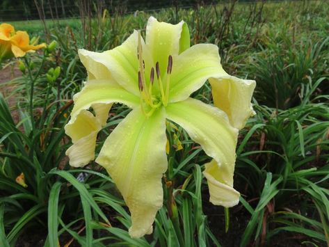 Plant database entry for Daylily (Hemerocallis 'Lillian's Katelyn Joy') with 7 images, one comment, and 31 data details. Collage, Plants, Pins, Quick Saves