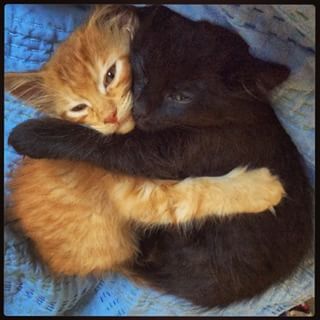 Cat Hug, Orange Cats, Silly Animals, Cute Kittens, Orange Cat, Silly Cats, Doja Cat, Pretty Cats, The Little Things