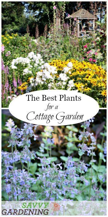 Informal Gardens, Cottage Garden Patio, Funny Vine, Long Blooming Perennials, Gladioli, Cottage Garden Design, Cottage Garden Plants, Thriving Garden, Garden Wallpaper