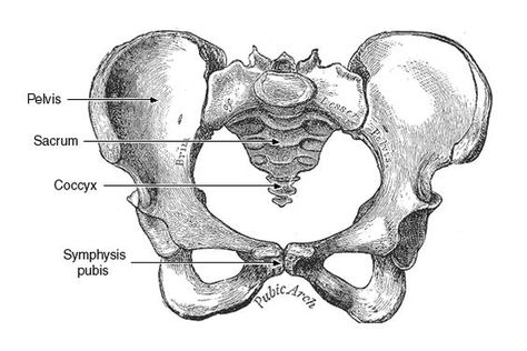 Are you pregnant and suffering with pelvic pain? Here are some tips to help you relieve the pelvic pain and discomfort during pregnancy! Nursing Anatomy, Nclex Study Plan, Nclex Questions, Pelvic Girdle, Nclex Pn, Nclex Prep, Forensic Anthropology, Nclex Study, Lab Values