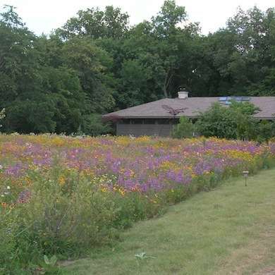 Lawn Alternatives, Wild Flower Meadow, Meadow Garden, Bob Vila, Landscaping Front Yard, Beautiful Yards, Wildflower Garden, Succulents Garden, Lawn And Garden