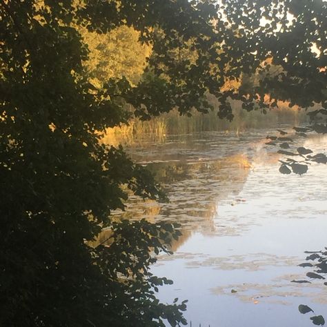 Nature, Forest Pond Aesthetic, Calm River Aesthetic, Wild Forest Aesthetic, Jadyn Aesthetic, Mississippi River Aesthetic, Ponds Aesthetic, Rivercore Aesthetic, River Asethic