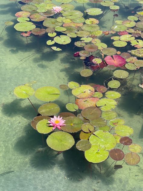 Auguste Clesinger, Plant Mirror, 수채화 그림, Arte Floral, Water Lily, Nature Aesthetic, Water Lilies, Art Reference Photos, Pretty Pictures