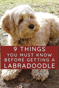 Labradoodle Full Grown, Labradoodle Haircut Style, Labradoodle Mini, Labradoodle Grooming, Mini Labradoodle Puppy, Labradoodle Miniature, Chocolate Labradoodle, Labradoodle Dogs, Dogs Grooming