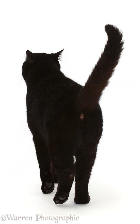 Photograph of Black cat walking away. Rights managed white background image. Black Cat Walking, Cat Walking, Bombay Cat, Cat Reference, Uk Photography, Cat Wall Art, White Cats, Cat Walk, Cat Wall