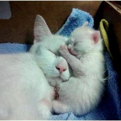 Instagram, Kittens, Animals, White Kittens, Blue, White