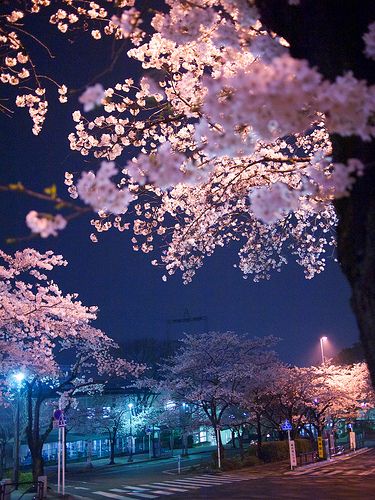 P3279201 | by whitefield_d Japan Cherry Blossom, Cherry Blossom Wallpaper, Cherry Blossom Japan, Sakura Tree, Sakura Cherry Blossom, Aesthetic Japan, Cherry Blossom Tree, Blossom Trees, Linkin Park