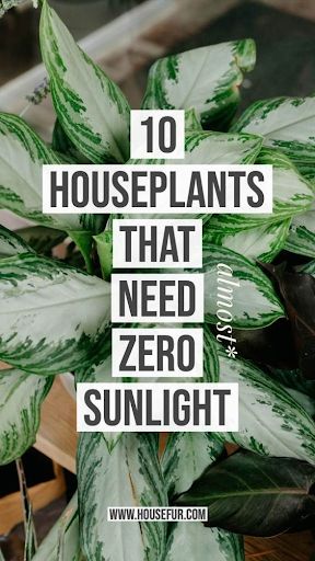 These houseplants are perfect for cultivating an indoor garden in spaces where there’s little to no natural light!   #plant #plants #garden #gardens #indoorgarden #indoorplants #houseplants #houseplant #indoor #green #greenery #sunlight #winter #urbangarden #tips #interior #interiordecor #interiordecoration #inspo #design    https://bit.ly/34nwg6h Low Light House Plants, Funny Vine, Houseplants Low Light, Tanaman Indoor, Household Plants, Decor Western, Decor Eclectic, نباتات منزلية, Inside Plants