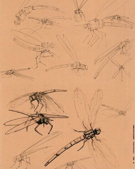 Dragonfly Wings Drawing, Dragonfly Drawing Sketch, Dragonfly Anatomy, Insect Reference, Wing Movement, Draw Insects, Drawing Insects, Sketch Tattoos, Side View Drawing