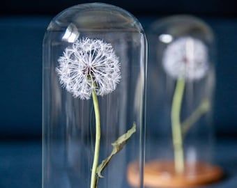 Glass Dome Decor Ideas, Table Arrangement Wedding, Dandelion Decor, Cloche Decor, How To Impress, Curiosity Cabinet, Arrangement Floral, Table Arrangement, Cabinet Of Curiosities