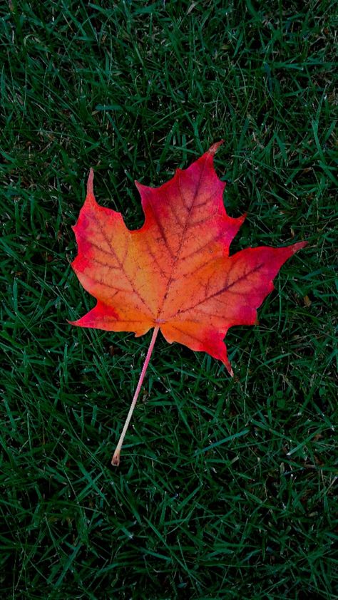 Maple Leaf Wallpaper Explore more wallpaper. https://www.whatspaper.com/maple-leaf-wallpaper-2/ Maple Leaf Wallpaper Iphone, Maple Leaf Wallpaper, Fall Wallpaper Iphone, Leaves Wallpaper Iphone, Wallpaper Lock Screen, Cellphone Background, Canada Maple Leaf, Silhouette Photography, Dangle Earrings Wedding