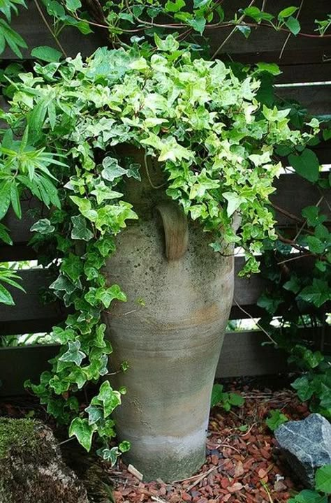 Ivy In Pots Container Gardening, Ivy In Containers, Ivy In Pots, Potted Ivy, Potted Garden, Container Gardening Ideas, Container Planting, Flower Containers, Garden Container