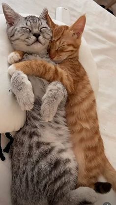 Cute Kittens Cuddling, Cat Hugging Puppy, Cuddle With Cat, 2 Cats Together, Cats Sleeping Together, Romantic Cats, Two Cats In Love, Two Cute Cats, Animals In Love