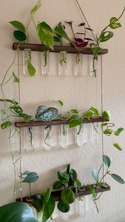 Propagation Ideas, Plant Propagation Diy, Diy Propagation Station, Hanging Propagation Station, Wall Propagation Station Diy, Propagation Wall, Propagation Station, Plant Propagation, Diy Plant Propagation Station