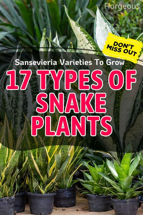 Snake Plants Varieties Types Of Snake Plants, Variegated Snake Plant, African Spear, Snake Plant Varieties, Propagation Tips, Sansevieria Cylindrica, Types Of Snake, Sansevieria Trifasciata, Plant Varieties