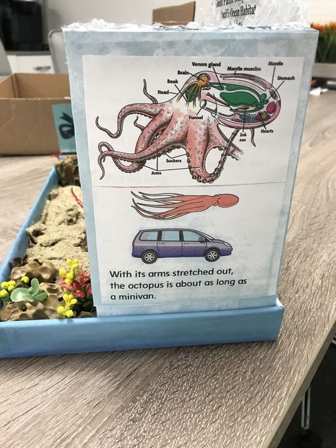 Octopus Diorama, Pacific Octopus, Giant Pacific Octopus, Arm Stretches, Mini Van, Octopus, Quick Saves