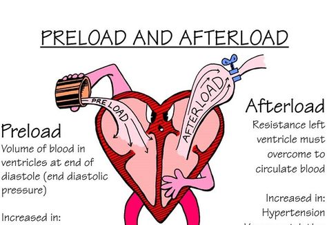 Preload Volume of of blood in ventricles at end of diastole (end diastolic pressure). Afterload Resistance left ventricle must overcome to circulate blood. Paramedic School, Nursing Mnemonics, Nursing Schools, Cardiac Nursing, Nursing School Survival, Nurse Rock, Nursing School Studying, Nursing School Tips, Nursing School Notes