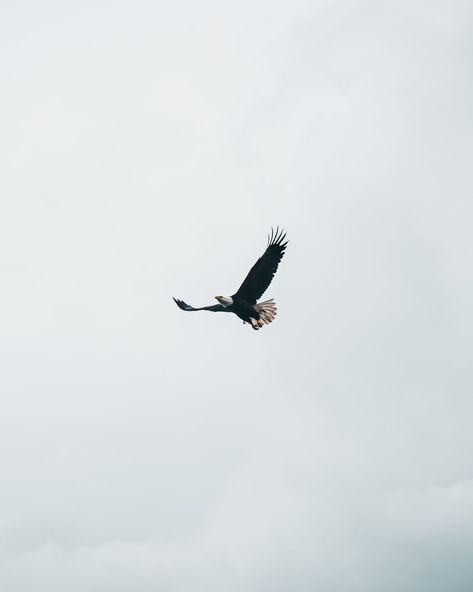 Alaska Images, Alaska Pictures, Eagle Soaring, Spirit Photography, Eagle Images, Eagle Pictures, Animal Love, Sky Photos, Trik Fotografi