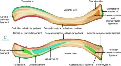 Clavicle Bone Anatomy, Clavicle Anatomy, Hand Bone Anatomy, Clavicle Bone, Skeletal Anatomy, Medicine School, Bone Anatomy, Sternocleidomastoid Muscle, Medical Terminology Study