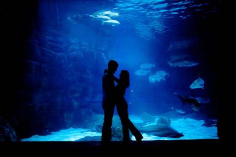 Romantic engagement photos at the aquarium Aquarium Photos, Ideas For Date Night, Creative Date Night Ideas, Creative Engagement Photo, Aquarium Wedding, Dream Dates, Romantic Date Night Ideas, Creative Dates, Romantic Engagement Photos