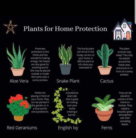 Protection Flowers Witchcraft, Witch Protection For Home, Wiccan Home Protection, Plants For Home Protection Witchcraft, Witch Plants Indoor, Plants Used In Witchcraft, Witchy Plants And Meanings, House Plants For Witches, Witch House Plants