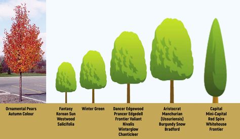 Gardenarium :: Ornamental Pears Ornamental Pear Tree, Small Ornamental Trees, Farm Entrance, Privacy Landscaping, Front Garden Design, Street Trees, Pear Trees, Pear Tree, Garden Journal