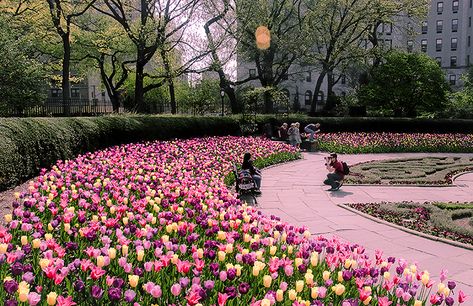 NY- Spring Explodes in the Conservatory Garden | the weblicist of manhattan | a photographer's tour of New York City Conservatory Garden, Spring In New York, Central Park Nyc, Nyc Trip, Concrete Jungle, Gorgeous Gardens, Flowering Trees, Beautiful Scenery, Favorite City