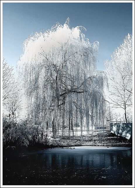 i will have these all over my yard! Willow Trees, Weeping Willow Tree, I Love Snow, Weeping Willow, Tree Photography, Winter Scenery, Big Tree, Winter Beauty, Snow Scenes