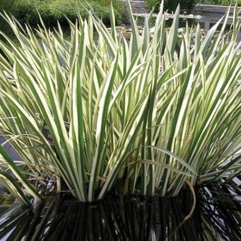 Rush (Horsetail) or Equisetum hyemale Bog Plant | Arizona Aquatic Gardens Constructed Wetland, Acorus Calamus, White Landscaping, Moon Gardens, Amazing Landscaping Ideas, Water Garden Plants, Container Water Gardens, Bog Plants, Bog Garden