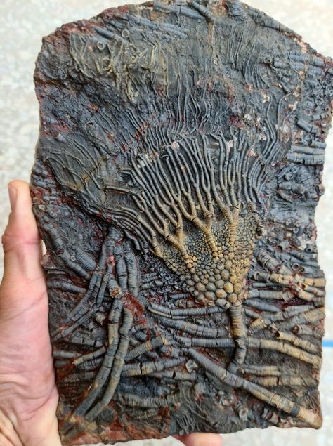 Crimeteo Mbakri Fossil Aesthetic, Rugose Coral, Fossil Art, Desert Morocco, Crinoid Fossil, Rocks And Fossils, Fossilized Coral, Prehistoric Art, Rock Painting Patterns