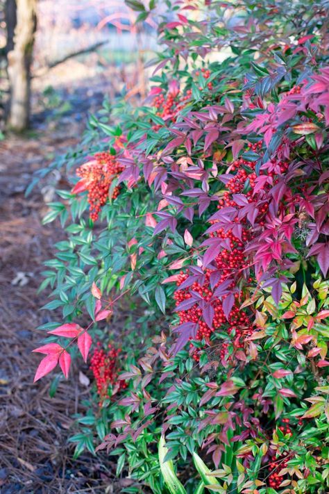 This week, we are highlighting invasive Nandina domestica, commonly known as nandina, heavenly bamboo and sacred bamboo. Despite the name, this member of the Dirty Dozen is neither a true bamboo nor heavenly. Like mulberry weed, nandina has not yet been recognized on the Virginia Invasive Plant Species List, though it is a well-known invasive in other parts of the United States. Unfortunately, this poisonous, invasive shrub is frequently found in garden centers and nurseries and in home landscap Gulfstream Nandina, Nandina Companion Plants, Heavenly Bamboo Nandina, Nandina Plant, Lemon Lime Nandina, Heavenly Bamboo, Sacred Bamboo, Nandina Domestica, Bamboo Landscape