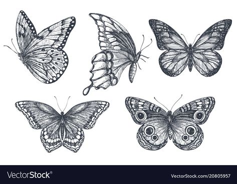 Drawn Butterflies, Graphic Sketch, Butterfly Sketch, Dragon Tattoos, Tattoo Style Drawings, Classy Tattoos, Sketch Style, Butterfly Drawing, Girly Tattoos