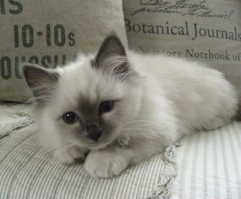 Ragdoll Kittens, Birman Cat, Söt Katt, Image Chat, Cat Aesthetic, Cute Cats And Kittens, Cute Kittens, Silly Cats