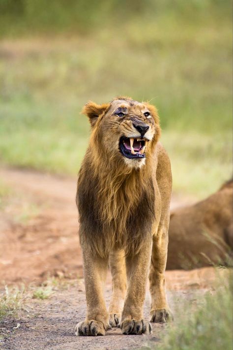 Gir national park gujarat Gir National Park, Wildlife Photography, National Park, National Parks, India, Animals, Photography