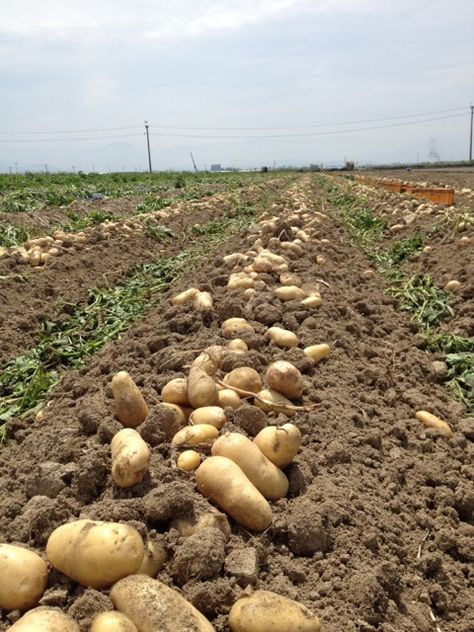 Potato Farming, Potato Farm, Potato Gardening, Crop Farming, Vegetable Harvest, Farm Plans, Farm Business, Home Grown Vegetables, Farm Lifestyle