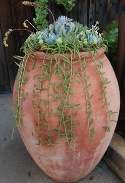 Mediterranean Porch Design Ideas, Pictures, Remodel and Decor Large Terracotta Pots, Ideas Jardin, Succulent Landscape Design, Container Garden Design, Plants Growing, Garden Urns, Large Window, Succulent Gardening, Succulents In Containers