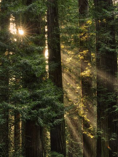 Coast Redwood (Sequoia sempervirens) | Del Norte Coast Redwo… | Flickr Sequoia Sempervirens, Trees In The Forest, Coast Redwood, California Photos, Redwood Forest, Walk In The Woods, Tree Forest, Green Trees, Beautiful Tree