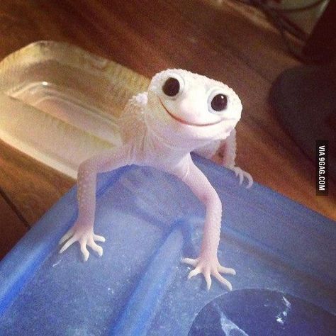 Hello! I heard you are looking for a spirit animal - 9GAG Gecko, Blue, White