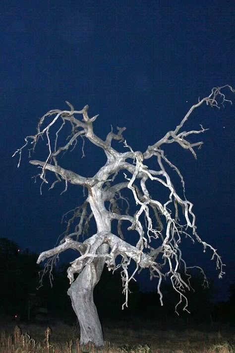 Spooky old dead tree on Luckenbach Road in Texas. Dead Nature, Growth And Decay, Dead Tree, Tree Textures, Spooky Trees, Unique Trees, Photo Tree, 인물 사진, Beautiful Tree