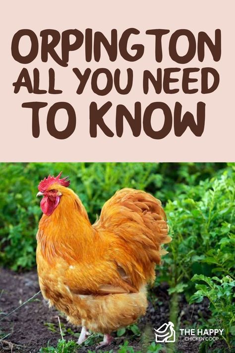 Orpington Chicken Colors, Buff Orpington Chickens Eggs, Polish Chickens Breed, Chicken Breeds For Eggs, Orpington Chickens, Buff Orpington Chickens, Rare Chicken Breeds, Chicken Egg Colors, Chicken Board