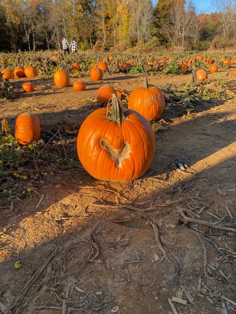 heart pumpkin! Pumpkin Picking Aesthetic, Pumpkin Patch Date Aesthetic, U Pick Pumpkin Patch, Vermont Pumpkin Patch, Autumn Aesthetic Pumpkin Patches, Pumpkin Picking, Fall Vibes, Pumpkin Patch, Mood Board