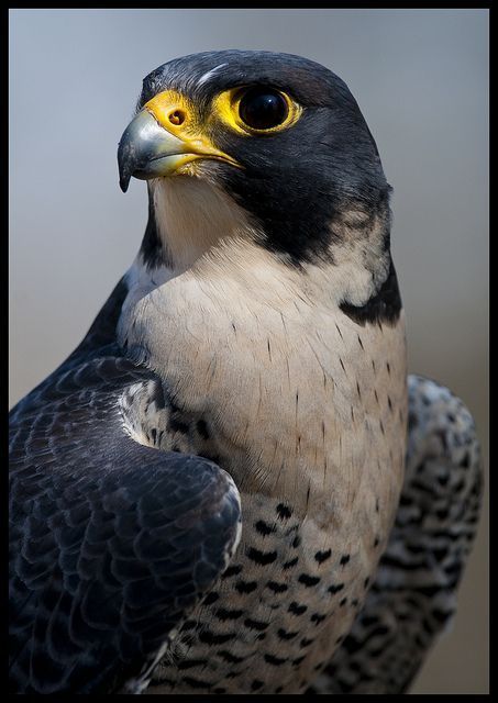 Shaheen Falcon, Cai Arabi, Black Falcon, Raptors Bird, Peregrine Falcon, Bird Of Prey, Peregrine, Bird Pictures, Exotic Birds