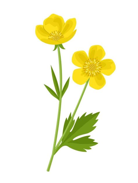 Butter Cup Flower, Buttercups Flower, Buttercup Illustration, Cup Flower, Buttercup Flower, Sorority Paddles, Flower Vector, Drawing Quotes, Flower Graphic