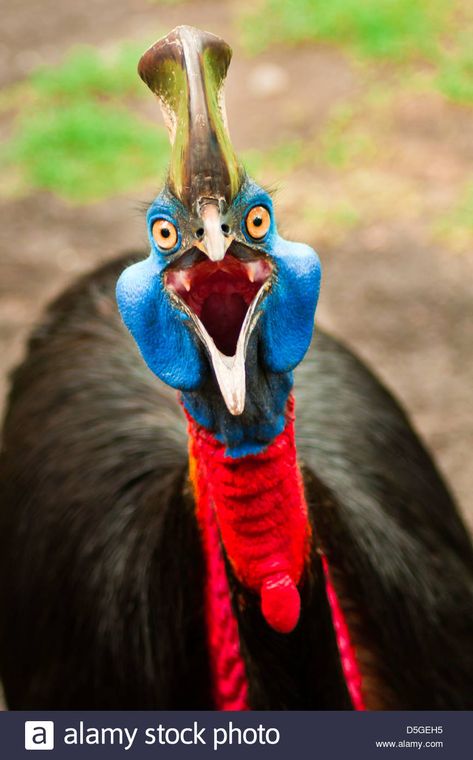 Images of Australian cassowary look into the camera angry face. Stock Photo Cassowary Bird, Rainforest Habitat, Deadly Animals, Birds Of Australia, Dangerous Animals, Funny Birds, Australian Animals, Tropical Forest, Big Bird