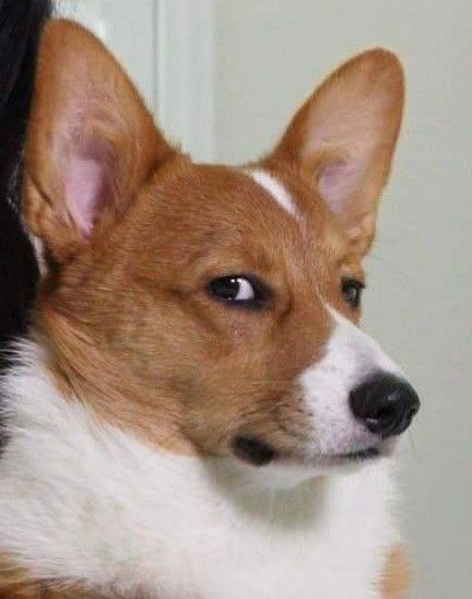 Corgi Side Eye, Corgi Meme, Funny Corgi Pictures, Dog Emotions, The Symbiotic Relationship Between, Funny Animal Images, Angry Dog, Animal Puns, Corgi Funny