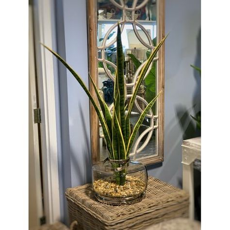 Bayou Breeze Monstera Leaves and Succulents Plant in Vase | Wayfair Sansevieria Plant, Vase Glass, Church Flowers, Monstera Leaves, Creative Display, Decor Pillows, Fiddle Leaf Fig, Tall Plants, Snake Plant