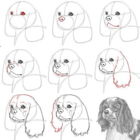 How to draw a Cavalier King Charles Spaniel dog #cavalierkingcharles #spaniels #dogdrawings #animaldrawings Drawing Cavalier King Charles Spaniel, How To Draw Cavalier King Charles, Cavalier King Charles Spaniel Drawing Easy, How To Draw Puppies, King Charles Spaniel Drawing, How To Draw A Dog, Cavalier King Charles Spaniel Drawing, Spaniel Drawing, How To Draw Dogs